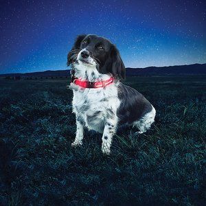 NiteIze NiteDawg LED Dog Collar Small